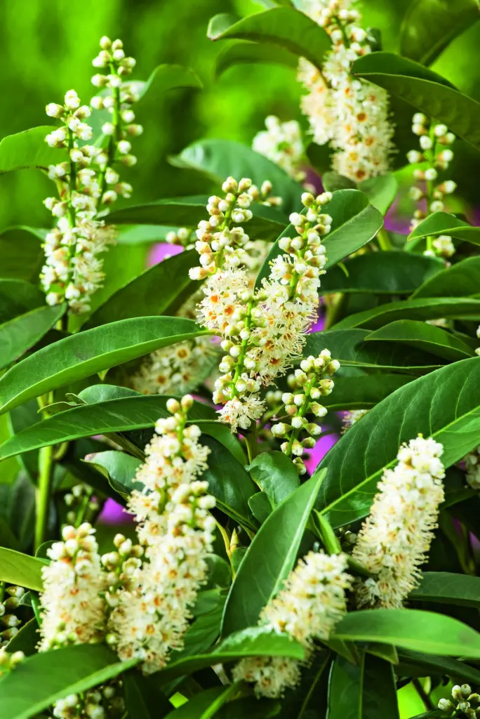 Lagerhägg ’Novita’ (Prunus laurocerasus ’Novita’): närbild av blommorna