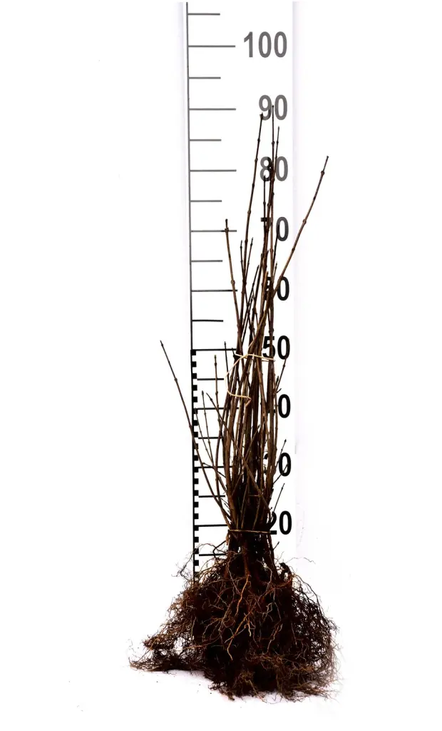 Barrotade liguster-plantor med synliga rötter och måttstock, så som de levereras