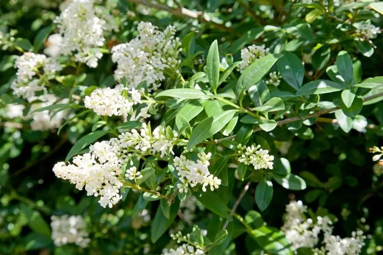 Liguster (Ligustrum vulgare): närbild av blommorna