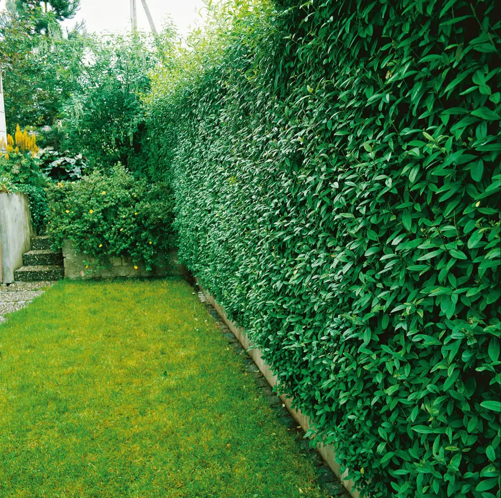 Liguster 40–60 cm (Ligustrum vulgare)