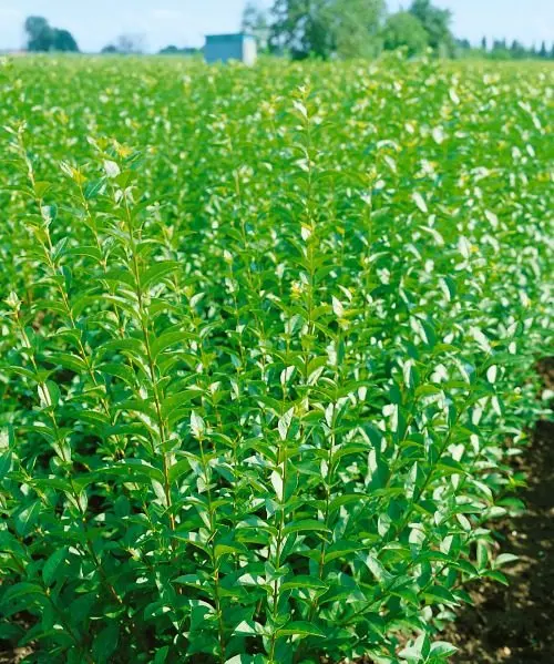 Liguster (Ligustrum vulgare): hög, tät häck som insynsskydd