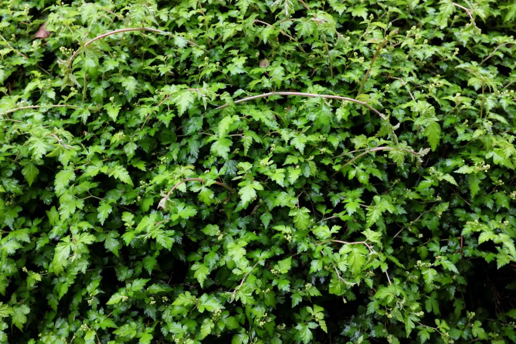 Liten stefanandra 20–40 cm (Stephanandra incisa 'Crispa')