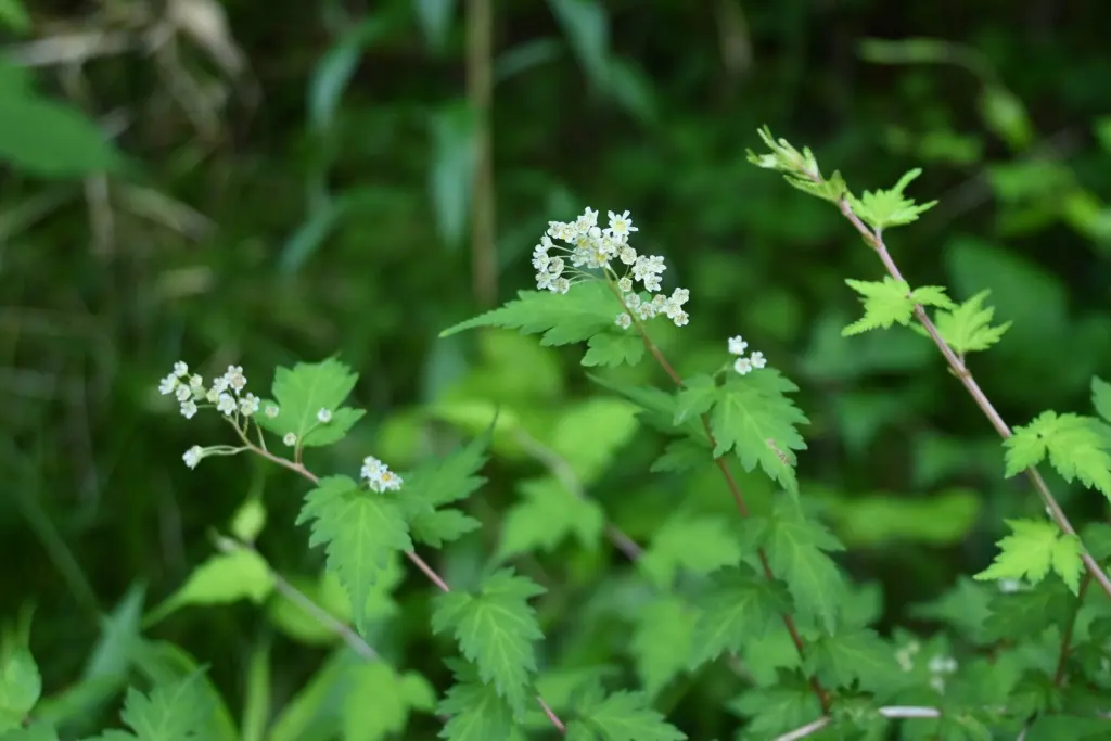 Liten stefanandra (Stephanandra incisa ’Crispa’): närbild av blommorna