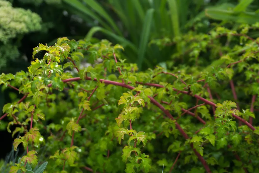 Liten stefanandra (Stephanandra incisa ’Crispa’): hel buske med sitt naturliga växtsätt