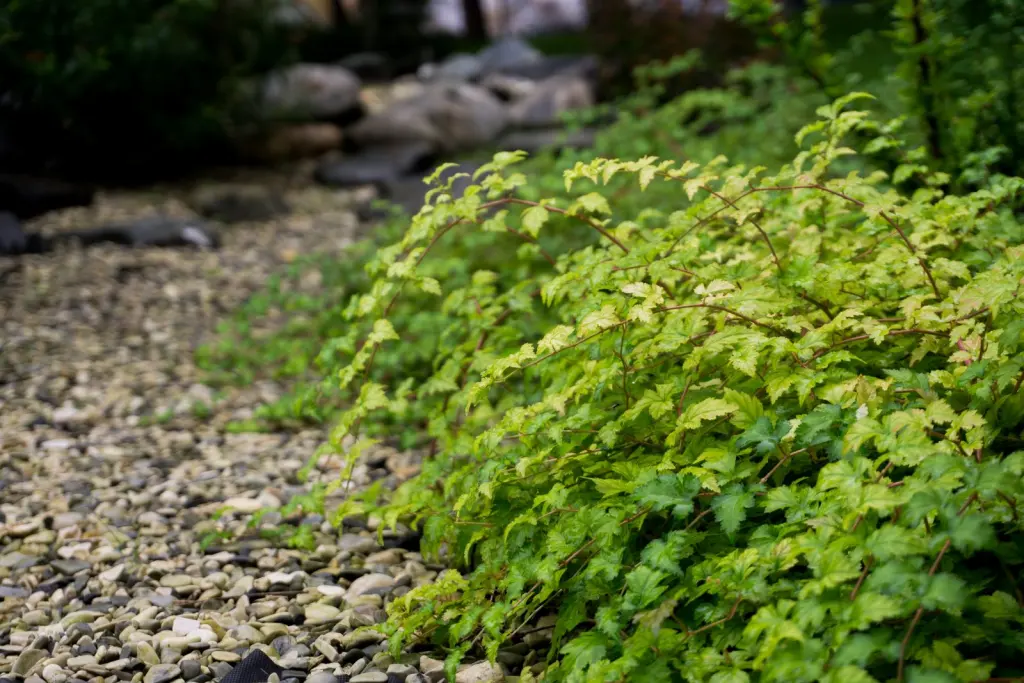Liten stefanandra (Stephanandra incisa ’Crispa’): buskens växtsätt på nära håll