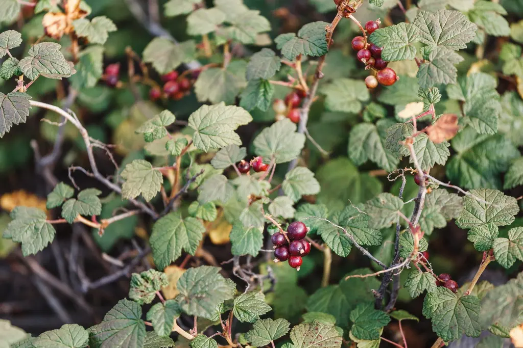 Måbär (Ribes alpinum): bär eller frukter på grenarna