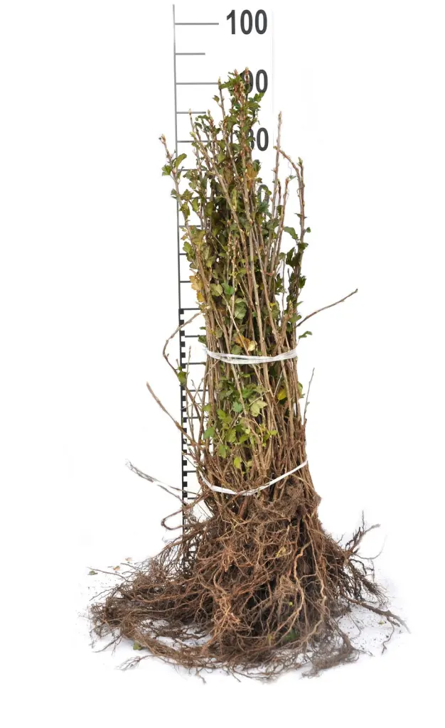 Barrotade måbär-plantor med synliga rötter och måttstock, så som de levereras