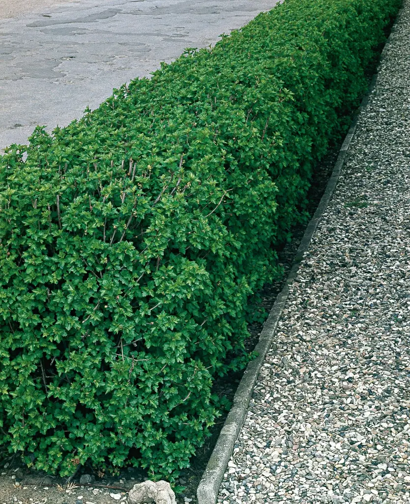 Måbär 40–60 cm, 2–4 grenar (Ribes alpinum)