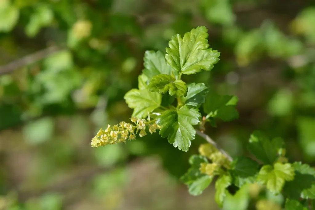 Måbär (Ribes alpinum): knoppar och nya skott