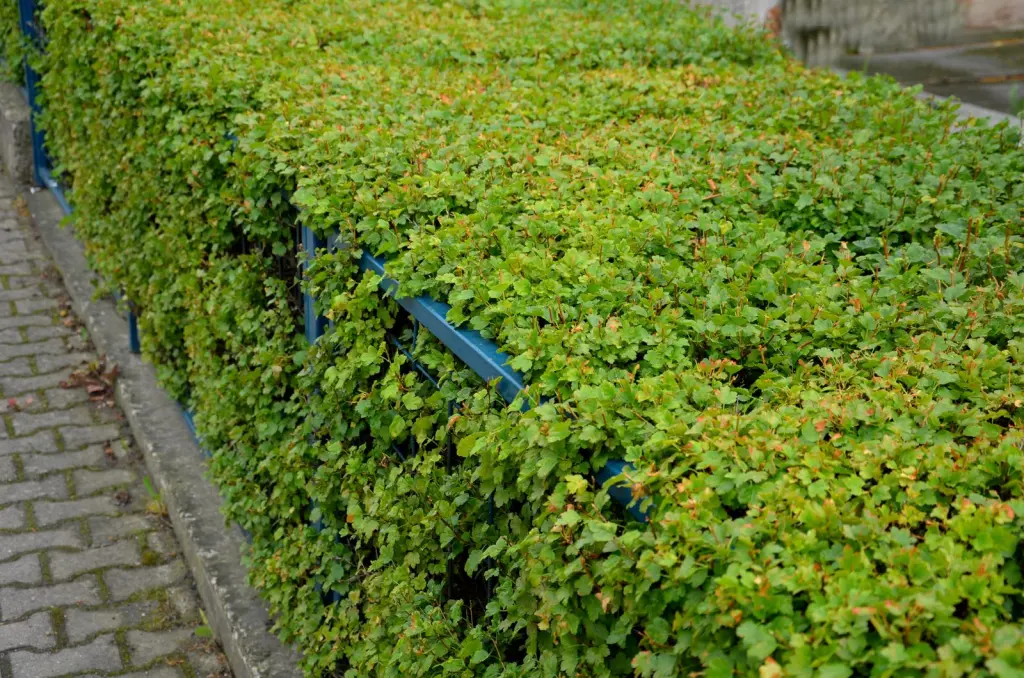 Måbär ’Schmidt’ Goliat 50–70 cm, 4–5 grenar (Ribes alpinum 'Schmidt')