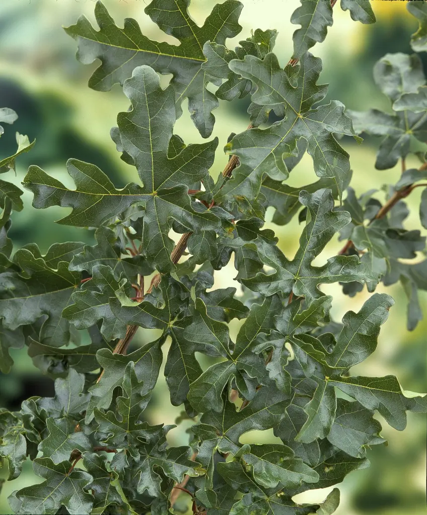 Naverlönn (Acer campestre): bladen i närbild