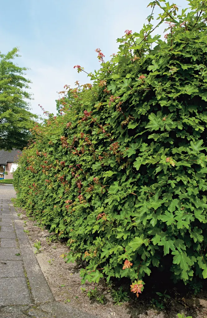 Naverlönn 50–80 cm (Acer campestre)
