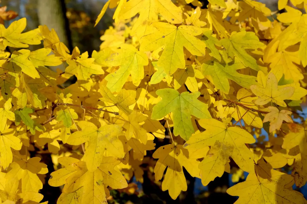 Naverlönn (Acer campestre): bladverket i höstfärger