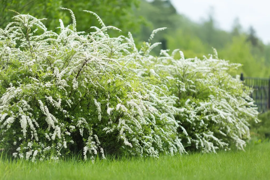 Norskspirea ’Grefsheim’ (Spiraea x cinerea ’Grefsheim’): buskar i blom