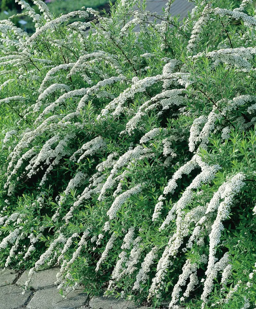 Norskspirea ’Grefsheim’ 30–50 cm (Spiraea x cinerea 'Grefsheim')