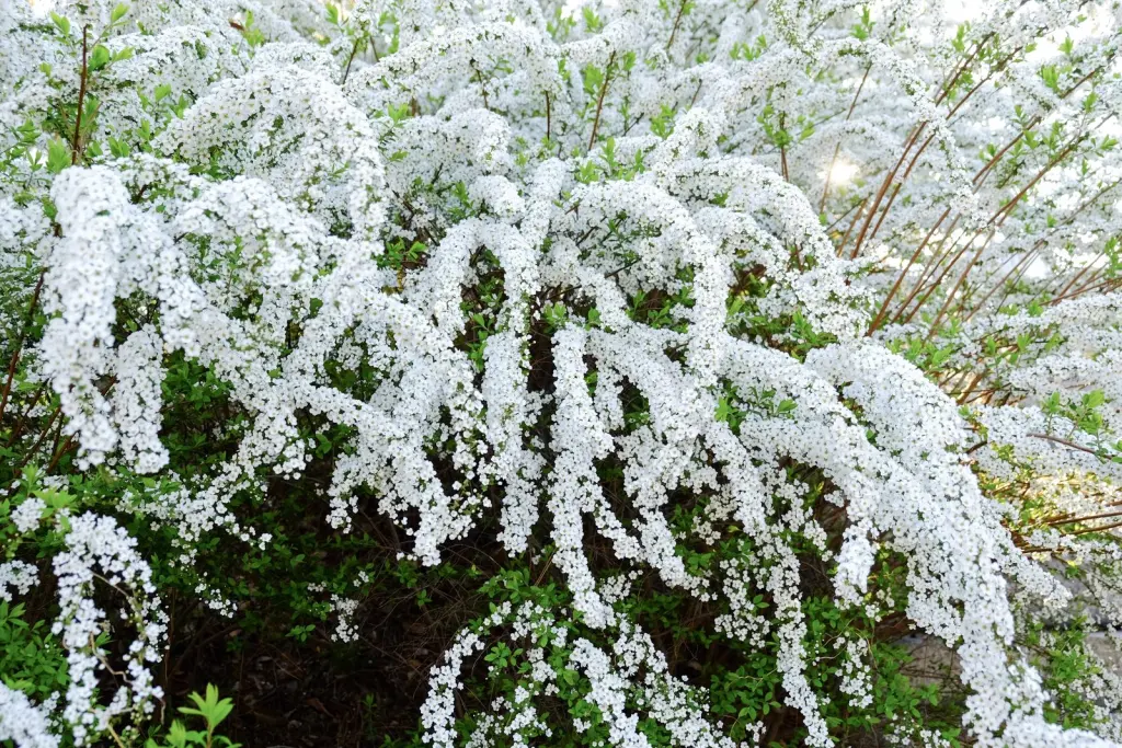 Norskspirea ’Grefsheim’ (Spiraea x cinerea ’Grefsheim’): närbild av blommorna