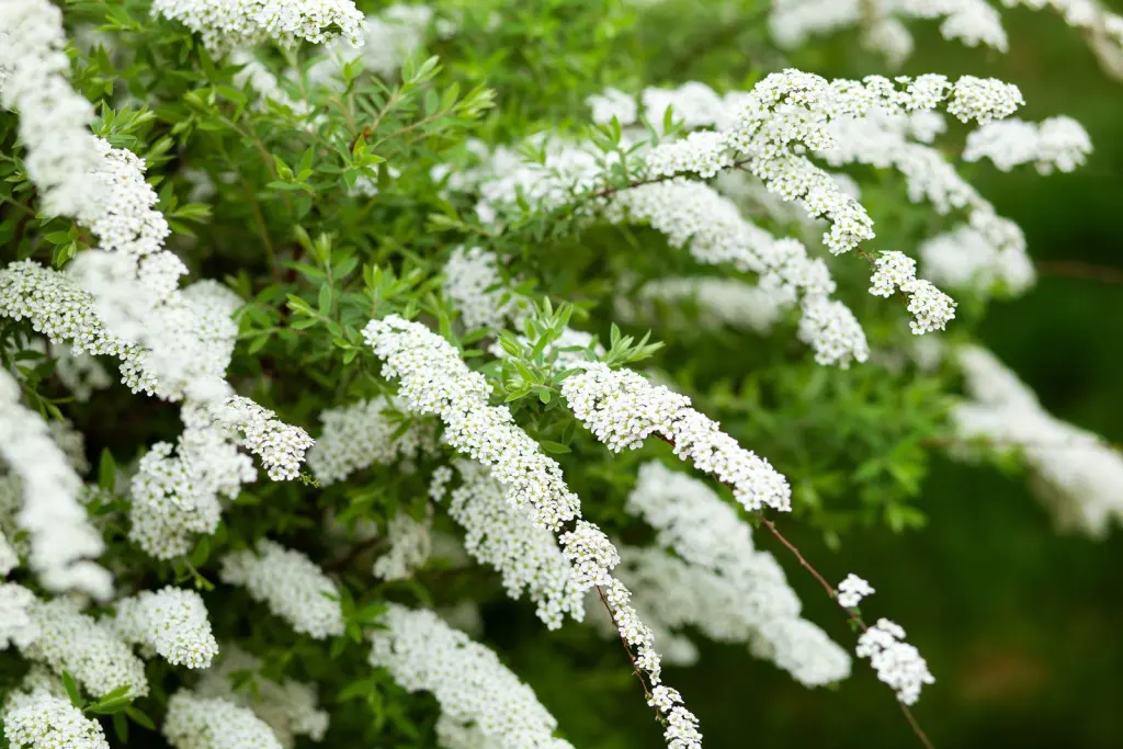 Norskspirea ’Grefsheim’ (Spiraea x cinerea ’Grefsheim’): blommor på nära håll