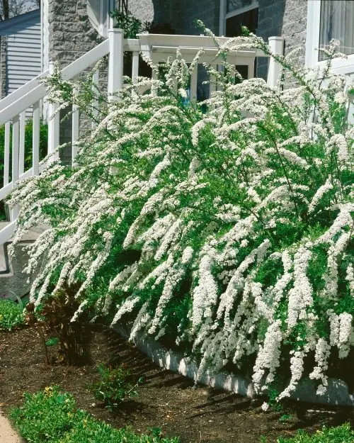 Norskspirea ’Grefsheim’ Goliat 60–100 cm (Spiraea x cinerea 'Grefsheim')