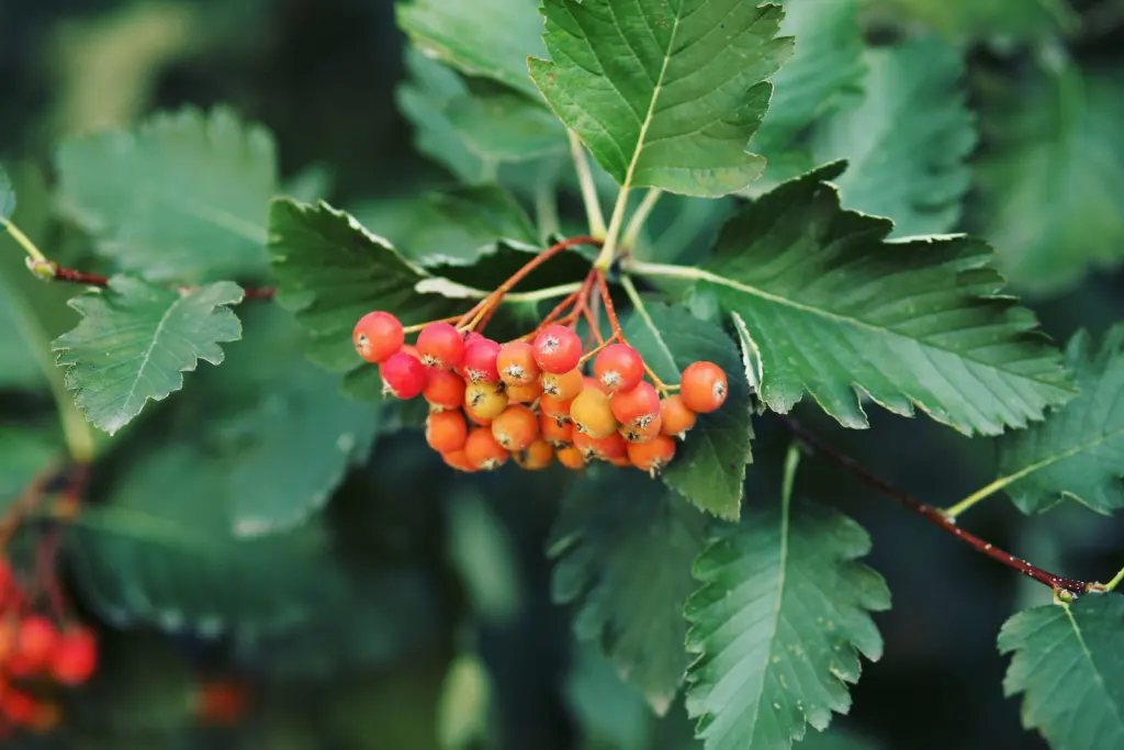 Oxel (Sorbus Intermedia): bär eller frukter på grenarna