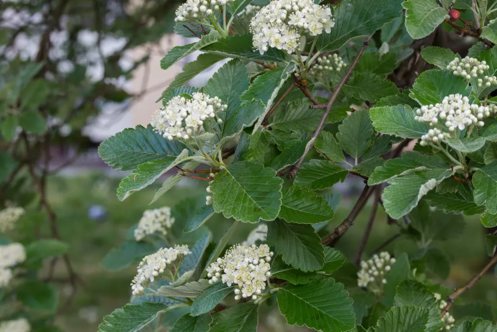 Oxel (Sorbus Intermedia): blommor på nära håll