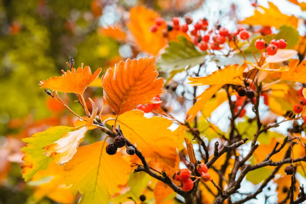 Oxel (Sorbus Intermedia): bladverket i höstfärger