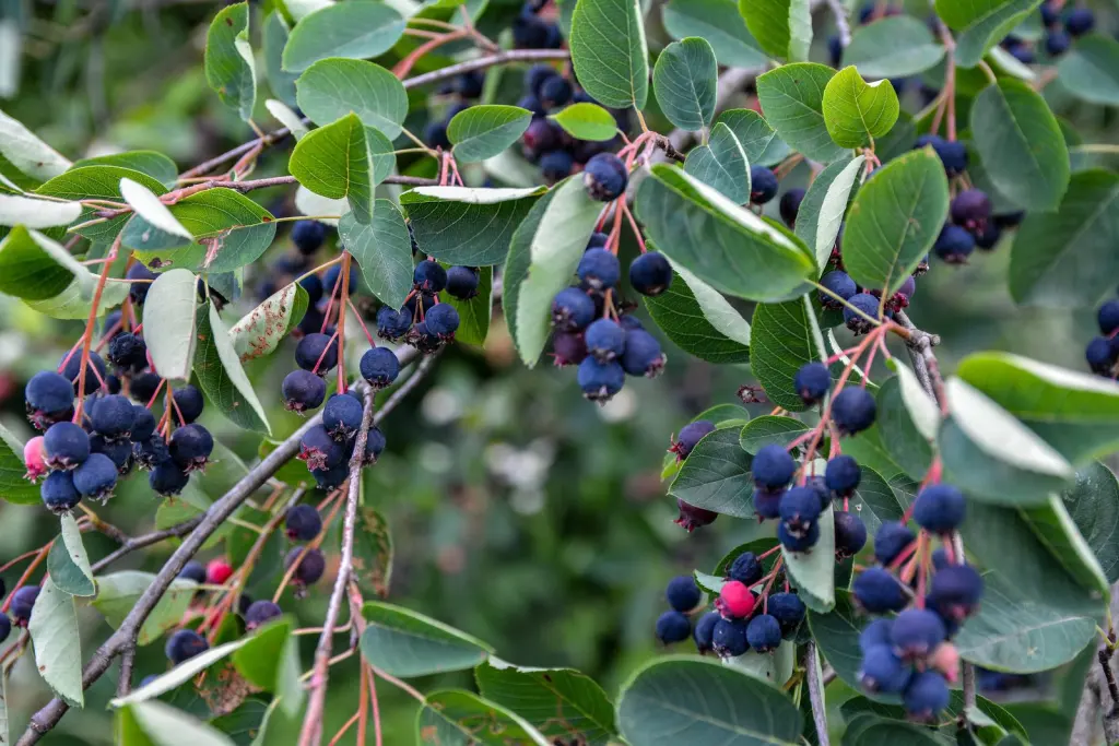 Prakthäggmispel (Amelanchier lamarckii): bär eller frukter på grenarna