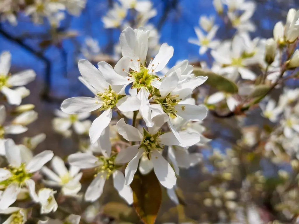 Prakthäggmispel (Amelanchier lamarckii): närbild av blommorna