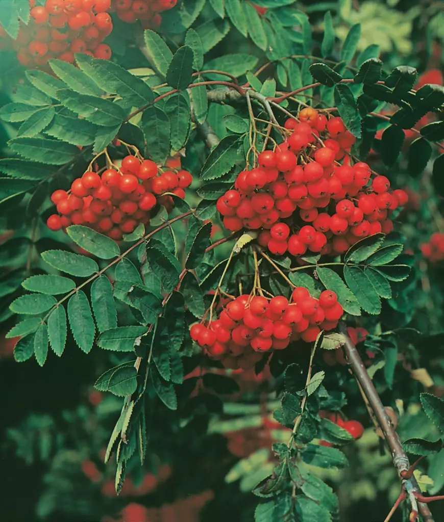 Rönn (Sorbus aucuparia): frukter i närbild