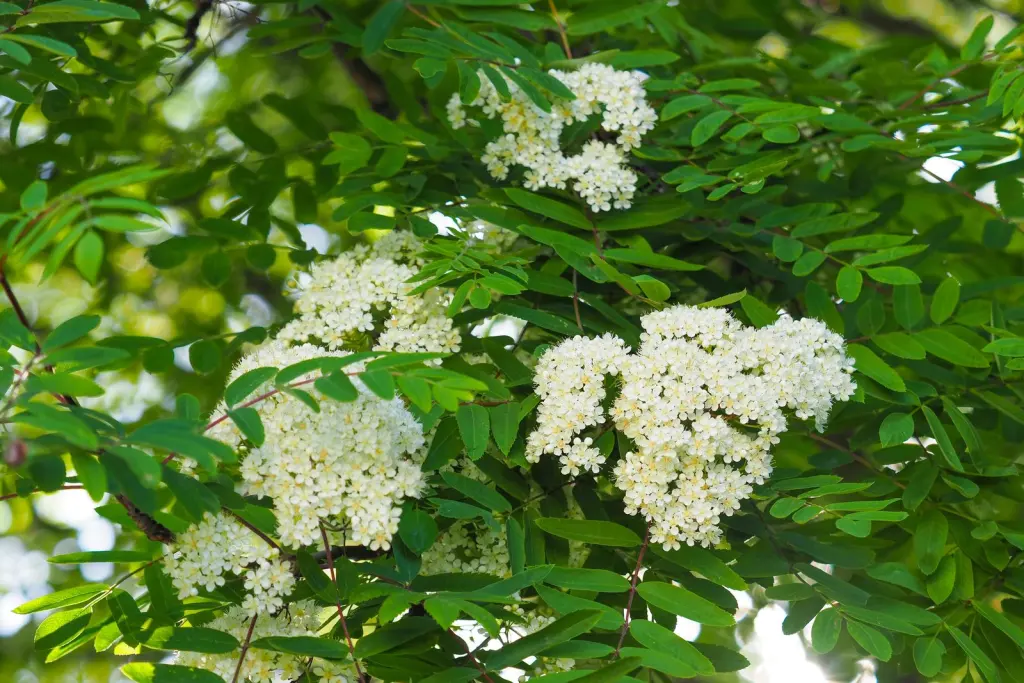 Rönn (Sorbus aucuparia): blommor på nära håll