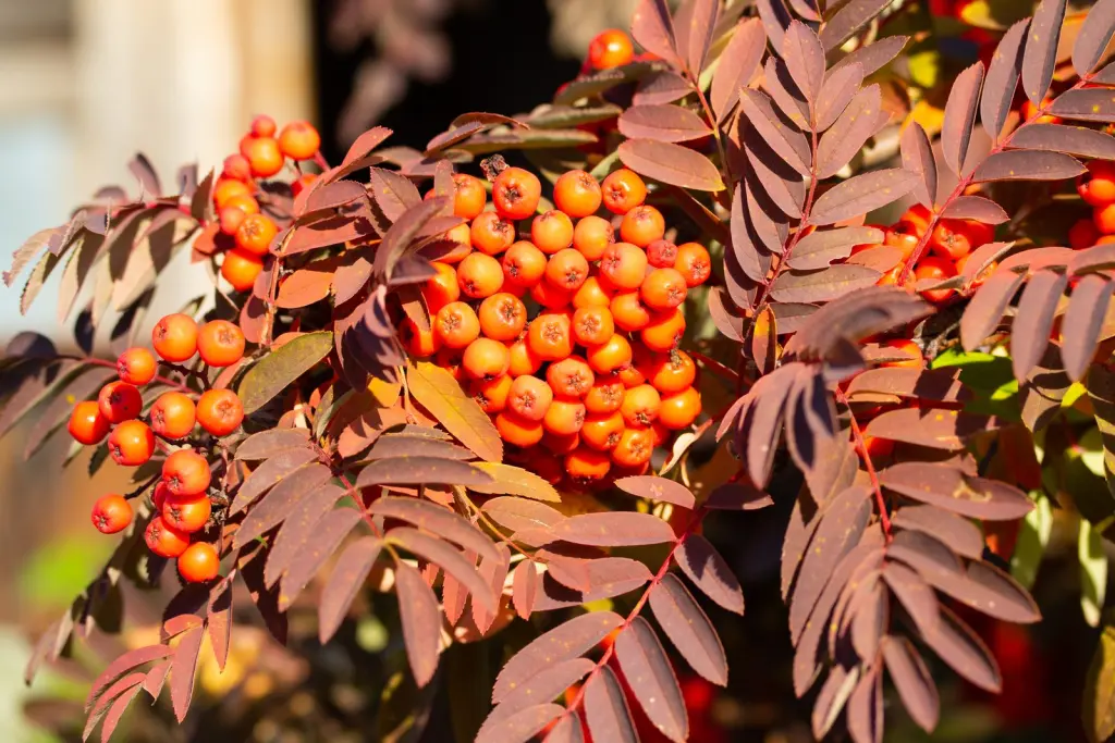 Rönn (Sorbus aucuparia): bladverket i höstfärger