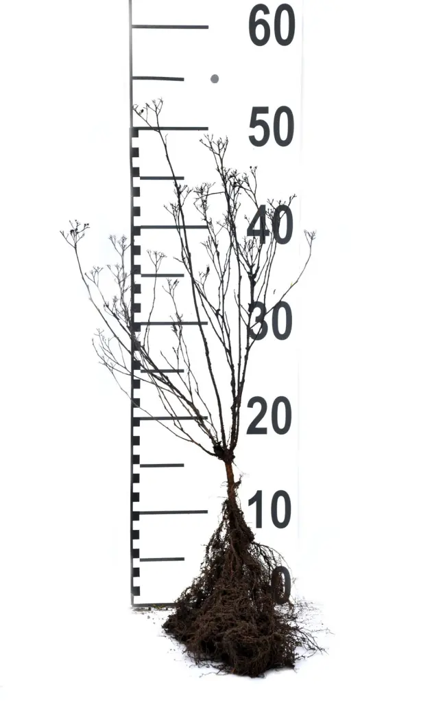 Närbild på en barrotad rosenspirea-planta med rotsystem och måttstock