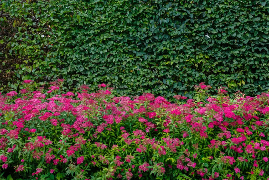 Rosenspirea (Spiraea japonica ’Anthony Waterer’): blommande buske i full blom