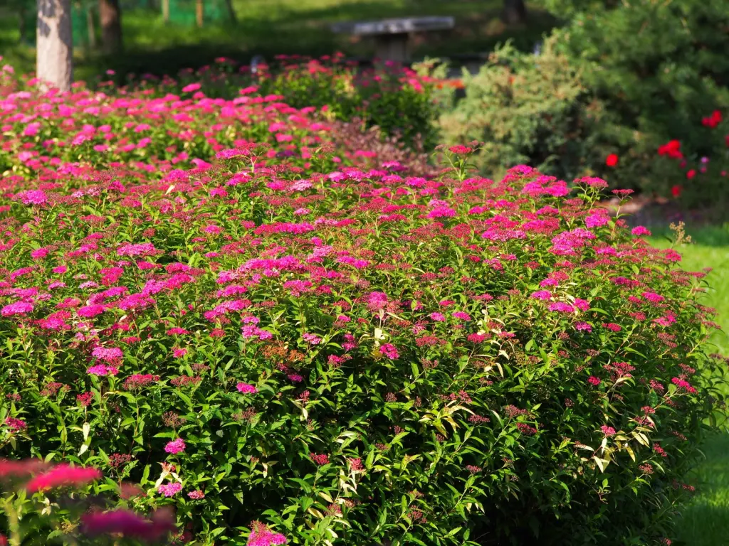 Rosenspirea (Spiraea japonica ’Anthony Waterer’): buskar i blom