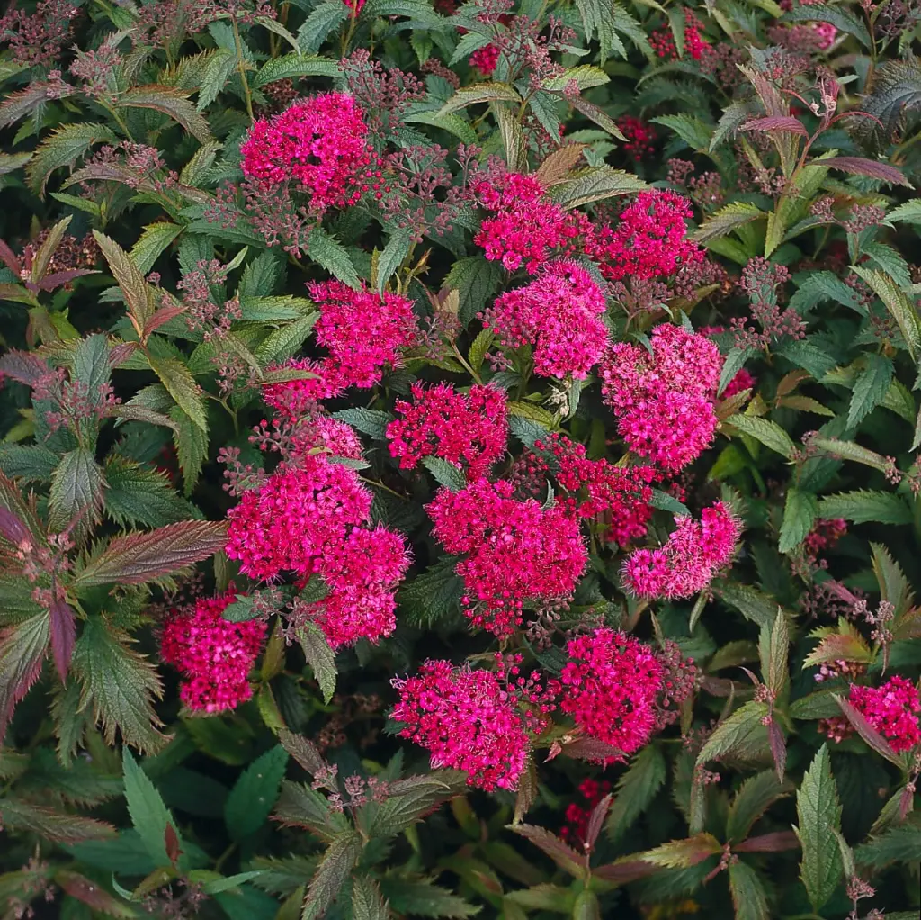 Rosenspirea 15–30 cm (Spiraea japonica 'Anthony Waterer')