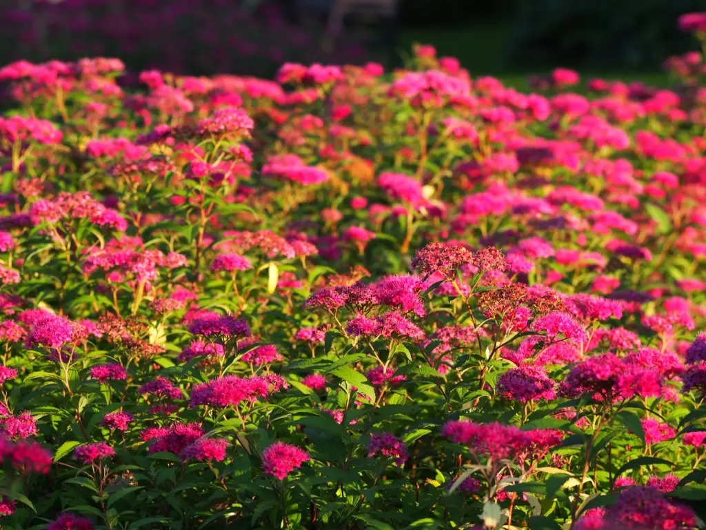 Rosenspirea (Spiraea japonica ’Anthony Waterer’): blommor på nära håll