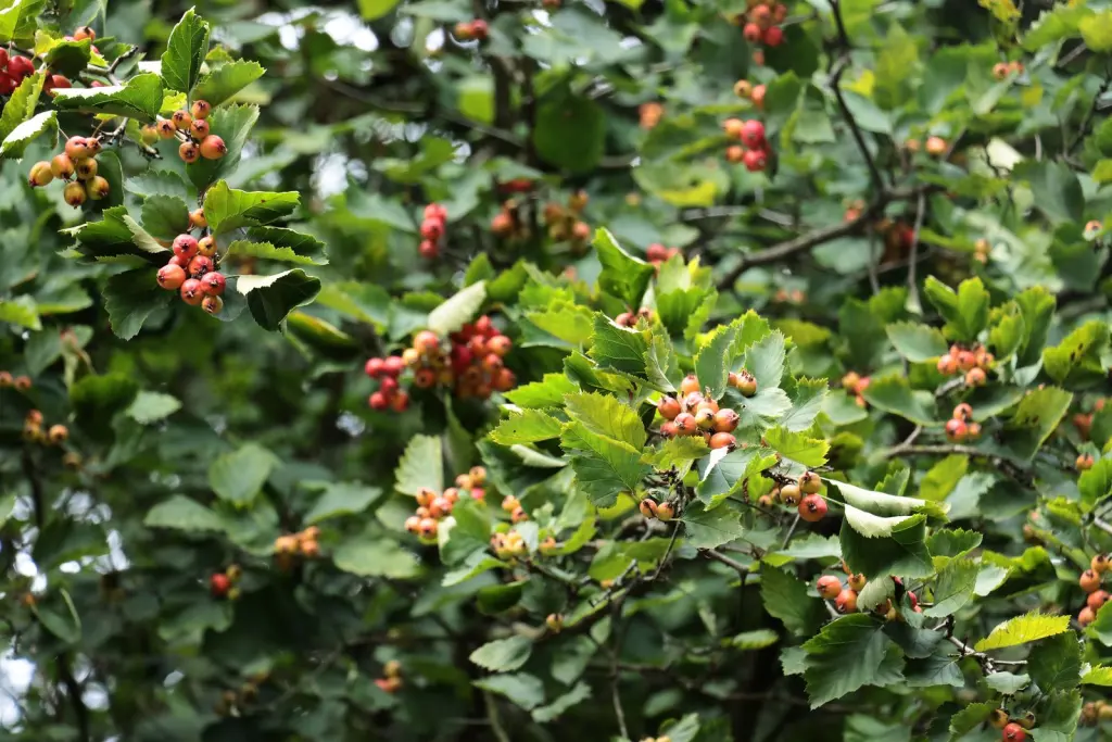 Scharlakanshagtorn (Crataegus intricata): bär eller frukter på grenarna