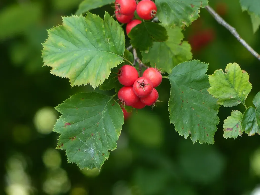 Scharlakanshagtorn (Crataegus intricata): frukter i närbild
