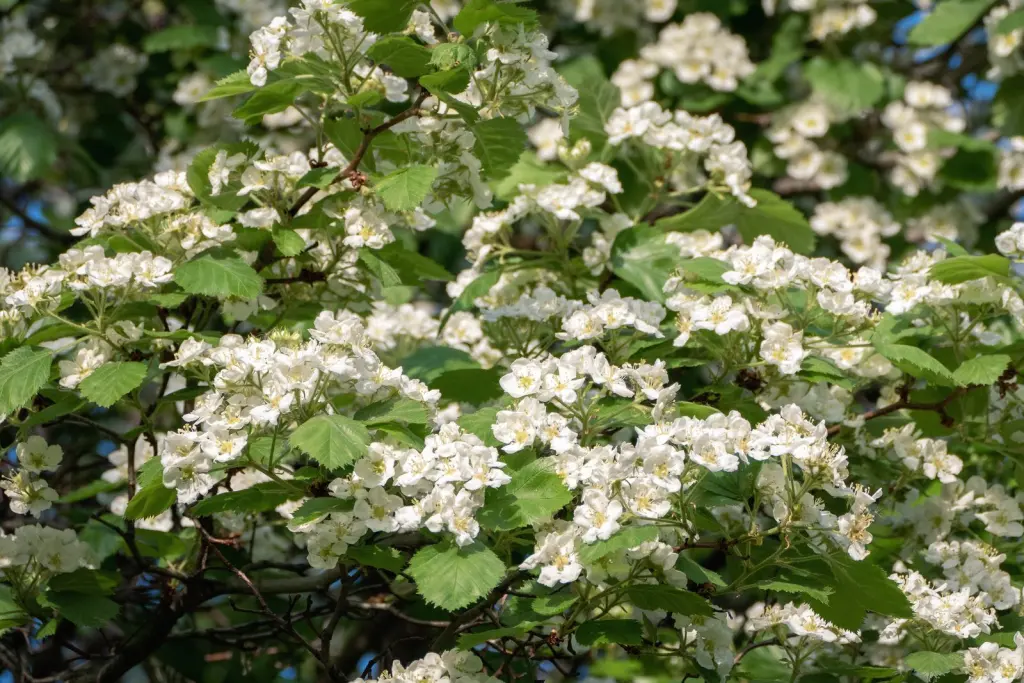 Scharlakanshagtorn (Crataegus intricata): närbild av blommorna