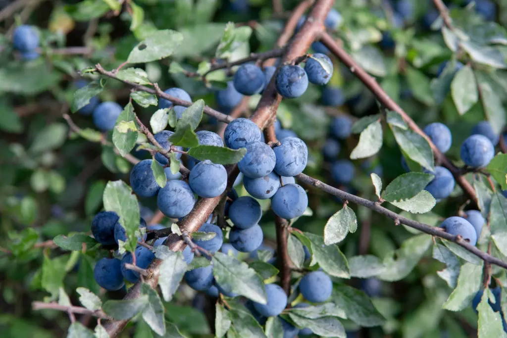 Slån (Prunus spinosa): bär eller frukter på grenarna