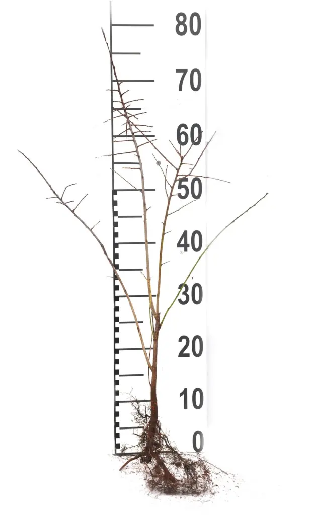 Närbild på en barrotad slån-planta med rotsystem och måttstock