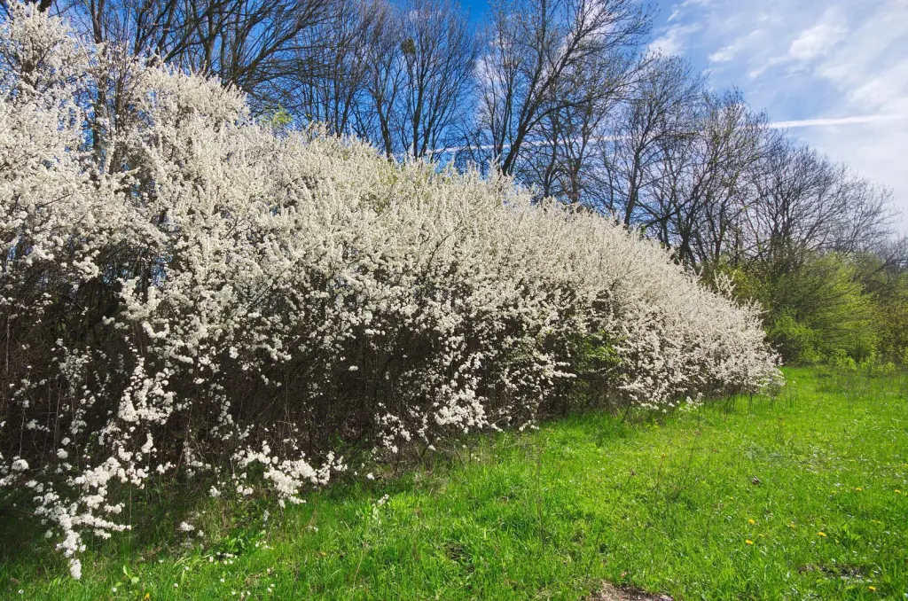 Slån (Prunus spinosa): buskar i blom