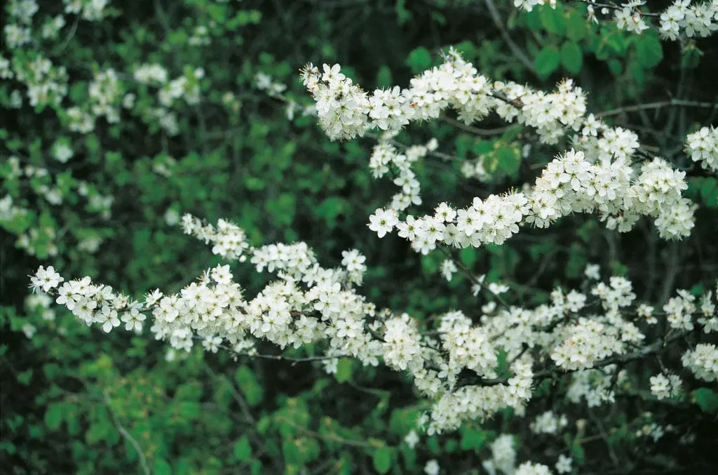Slån (Prunus spinosa): närbild av blommorna
