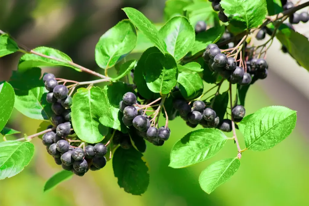 Slånaronia ’Elata’ (Aronia x prunifolia ’Elata’): bär eller frukter på grenarna
