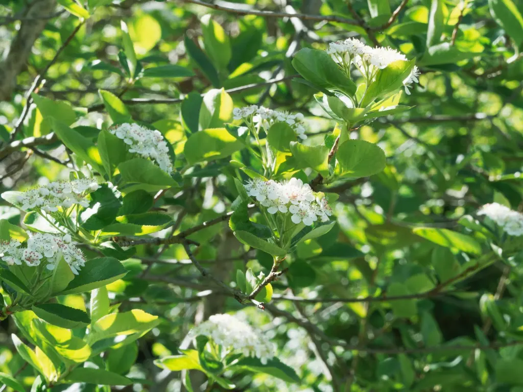 Slånaronia ’Elata’ (Aronia x prunifolia ’Elata’): närbild av blommorna