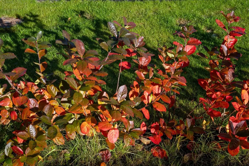 Slånaronia ’Elata’ (Aronia x prunifolia ’Elata’): häcken med höstfärg