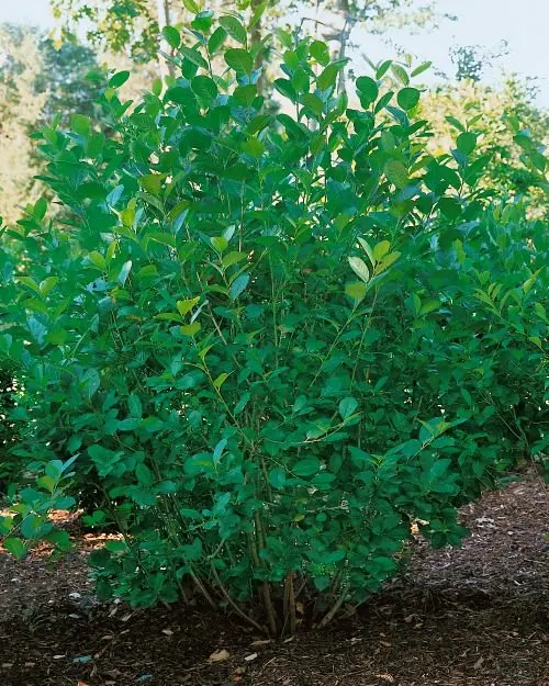 Slånaronia ’Elata’ Goliat 60–100 cm (Aronia x prunifolia 'Elata')