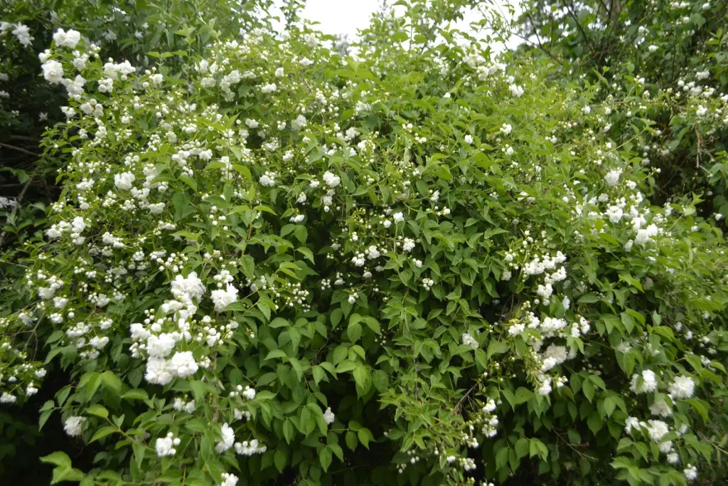 Smultronschersmin 30–50 cm (Philadelphus (Lemoinei-Gruppen) 'Mont Blanc')