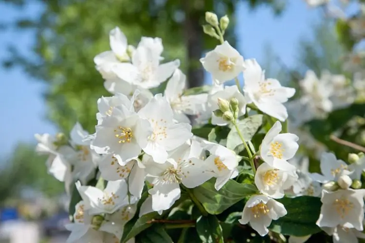 Smultronschersmin (Philadelphus (Lemoinei-Gruppen) ’Mont Blanc’): närbild av blommorna