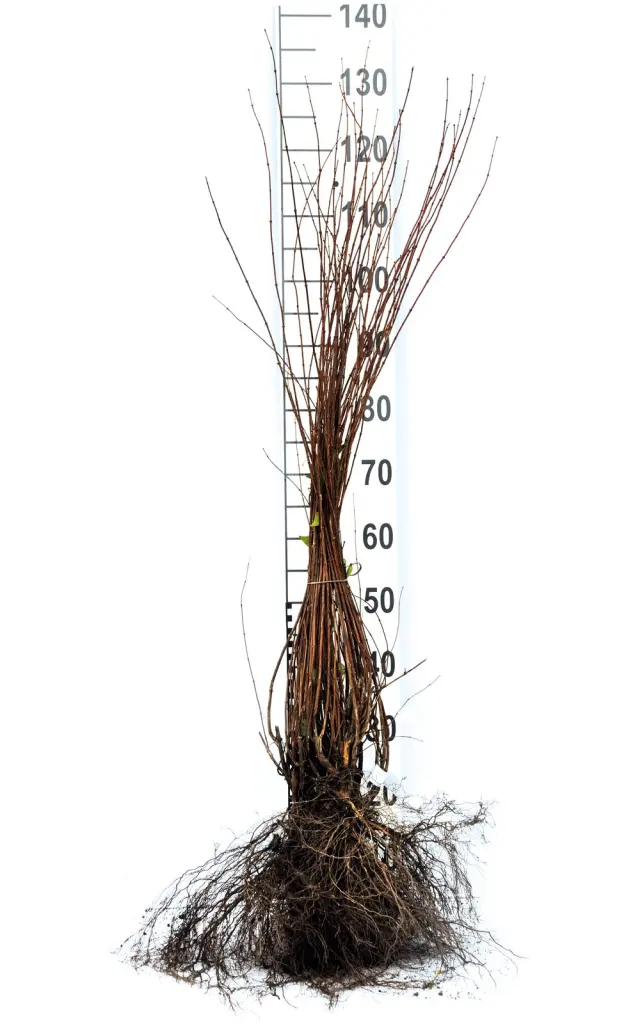 Barrotade smultronschersmin-plantor med synliga rötter och måttstock, så som de levereras