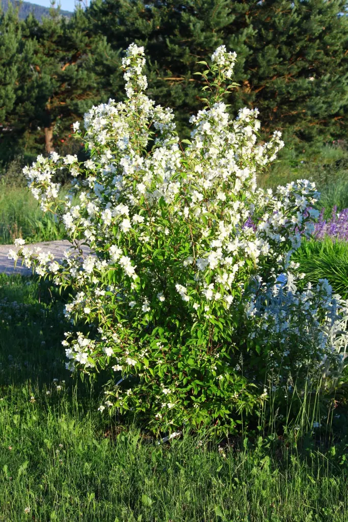 Smultronschersmin (Philadelphus (Lemoinei-Gruppen) ’Mont Blanc’): buskar i blom